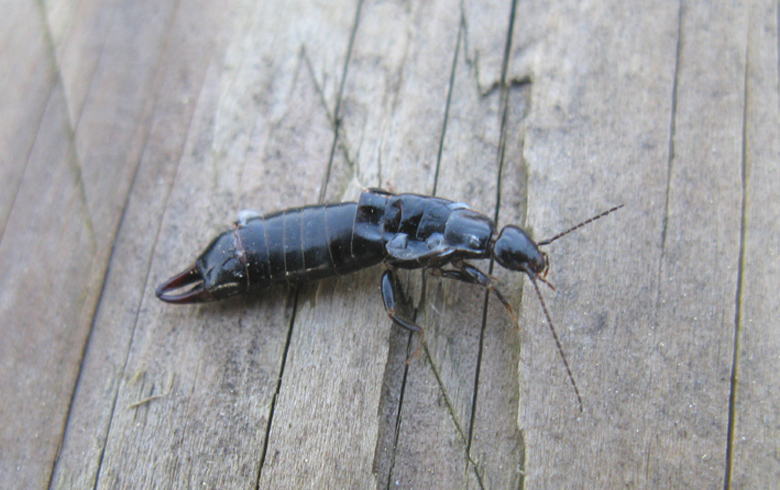 Euborellia sp. schiacciata